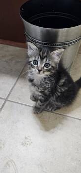 Babette -  Domestic Long Hair Cat for Adoption in Powder Springs, Georgia - Babette | PetCurious