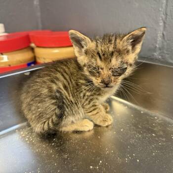 Domestic Short Hair Cats Available for Adoption in Tuscaloosa, Alabama - TUSC-Stray-84555_2 | PetCurious