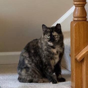 Henrietta Owl -  Domestic Short Hair Cat for Adoption in Gibsonia, Pennsylvania - Henrietta Owl | PetCurious