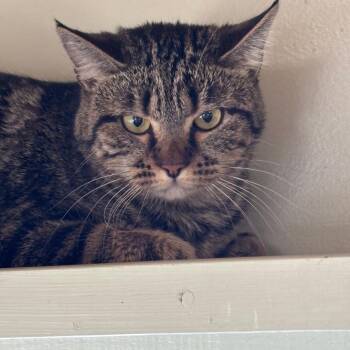 Tiger -  Domestic Short Hair Cat Available for Adoption in Eureka Springs, Arkansas - Tiger | PetCurious