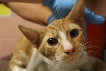 NAVEL -  Domestic Short Hair Cat for Adoption in Columbia, South Carolina - NAVEL | PetCurious
