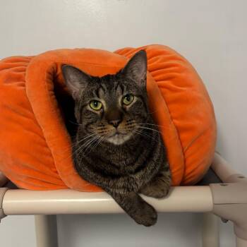 Domestic Short Hair Cats Available for Adoption - Felix | PetCurious