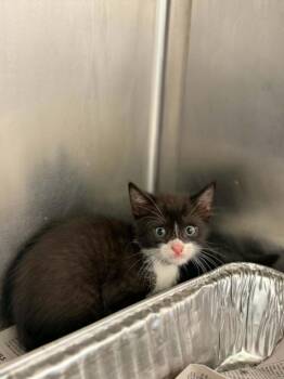 PEAR -  Domestic Short Hair Cat for Adoption in Houston, Texas - PEAR | PetCurious