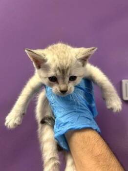 Domestic Short Hair Cats Available for Adoption in El Paso, Texas - 60879418 | PetCurious