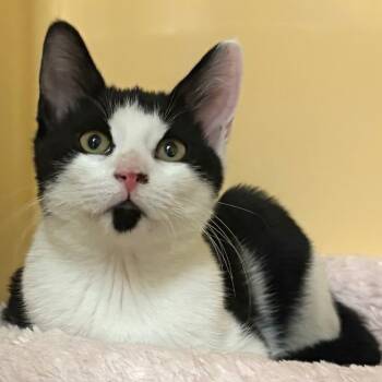 Rescue Domestic Short Hair Cats for Adoption in East Hanover, New Jersey - Chris Evans | PetCurious
