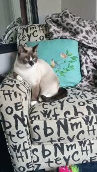 Rescue Snowshoe Cats for Adoption in Newport, New Hampshire - Tommy | PetCurious