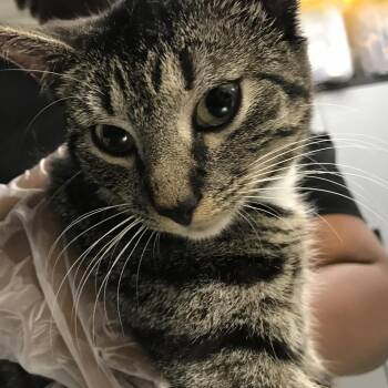 Sardine -  Domestic Short Hair Cat for Adoption in Newark, New Jersey - Sardine | PetCurious