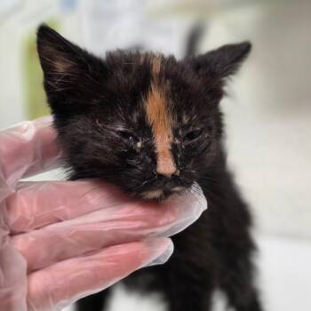 Olivia Benson -  Domestic Short Hair Cat for Adoption in Charleston, West Virginia - Olivia Benson | PetCurious
