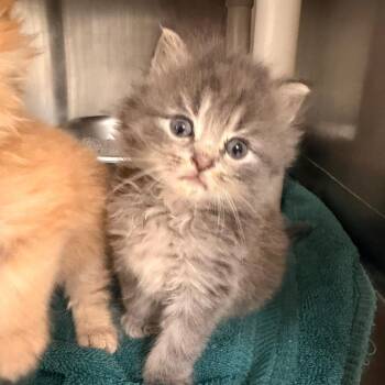 Beep -  Domestic Medium Hair Cat for Adoption in Indianapolis, Indiana - Beep | PetCurious