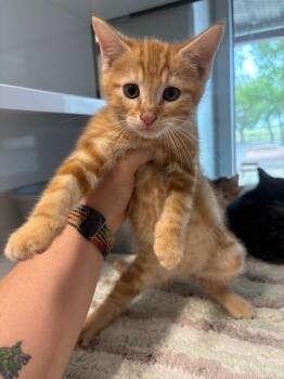 Balinese Cats Available for Adoption in Mustang, Oklahoma - Bang | PetCurious