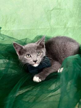 Domestic Short Hair and Russian Blue Cats Available for Adoption in Houston, Texas - Loafer  | PetCurious