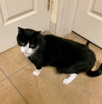 Rescue Domestic Short Hair Cats for Adoption in Thayne, Wyoming - Zorro | PetCurious