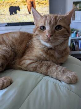 Domestic Short Hair Cats Available for Adoption in Brampton, Ontario - Levi (Carly) | PetCurious