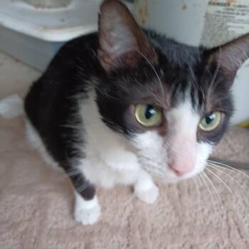 Kenzie AR -  Domestic Short Hair Cat for Adoption in Denver, Colorado - Kenzie AR | PetCurious