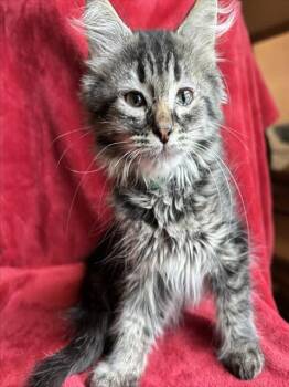 PORCINI -  Domestic Short Hair Cat for Adoption in Louisville, Kentucky - PORCINI | PetCurious