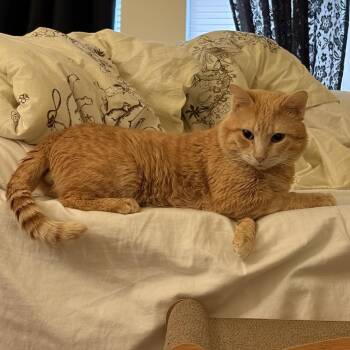 Paco -  Domestic Short Hair Cat for Adoption in Philadelphia, Pennsylvania - Paco | PetCurious