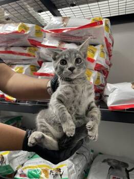 FROGGY -  Domestic Short Hair Cat for Adoption in Killeen, Texas - FROGGY | PetCurious