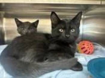 Tuna -  Domestic Short Hair Cat for Adoption in Manitowoc, Wisconsin - Tuna | PetCurious