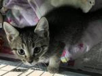 Harlan -  Domestic Short Hair Cat for Adoption in Heathsville, Virginia - Harlan | PetCurious