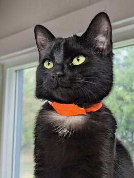 Rescue Domestic Short Hair Cats for Adoption in Shelton, Washington - Licorice | PetCurious