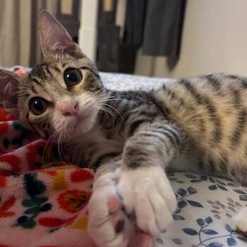 Waffles -  Domestic Short Hair Cat for Adoption in Green Bay, Wisconsin - Waffles | PetCurious