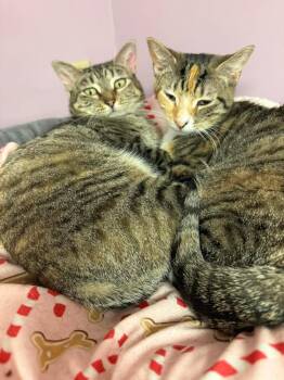 Domestic Short Hair Cats Available for Adoption - Princess And Lady | PetCurious