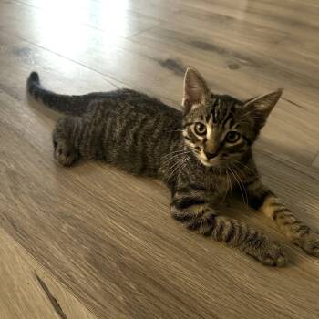 Rescue Domestic Short Hair Cats for Adoption in Bismarck, North Dakota - Eliot | PetCurious
