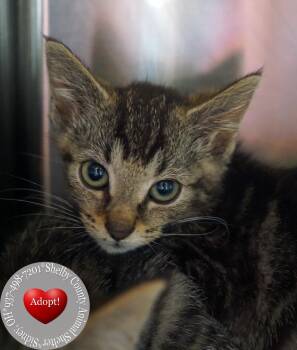 Bryony -  Domestic Short Hair Cat for Adoption in Sidney, Ohio - Bryony | PetCurious