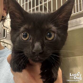 Domestic Short Hair Cats Available for Adoption in Washington, District Of Columbia - Zinnia | PetCurious