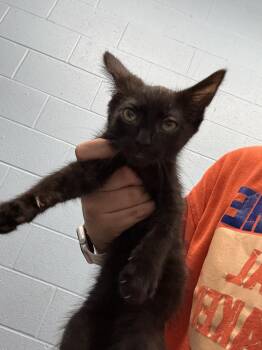 Phaedra -  Domestic Short Hair Cat for Adoption in Evansville, Indiana - Phaedra | PetCurious