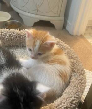 Twinkle -  Domestic Short Hair Cat for Adoption in Bossier City, Louisiana - Twinkle | PetCurious