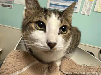 Crush -  Domestic Short Hair Cat for Adoption in Bellevue, Washington - Crush | PetCurious