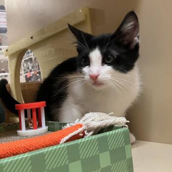 Rescue Tuxedo Cats for Adoption in Los Altos, California - Billy - Male Kitten | PetCurious
