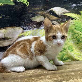 Penguins -  Domestic Short Hair Cat for Adoption in Normal, Illinois - Penguins | PetCurious