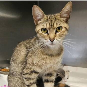 Domestic Short Hair Cats Available for Adoption in Austin, Texas - Jessie | PetCurious