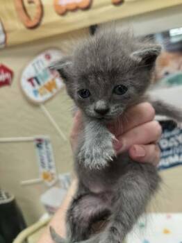 Russian Blue Cats Available for Adoption - Charlotte | PetCurious