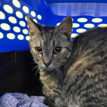 Domestic Short Hair Cats Available for Adoption in Lyndhurst, Virginia - SVAS-Stray-38549 | PetCurious