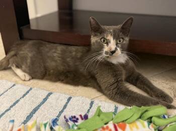 Willow Sage -  Domestic Short Hair and Calico Cat for Adoption in Dallas, Texas - Willow Sage | PetCurious