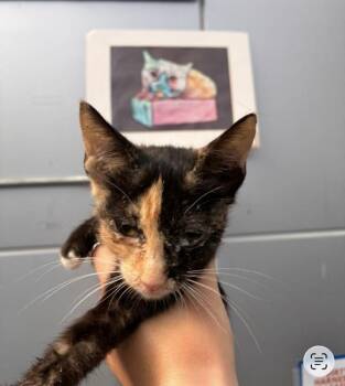 MILKYWAY -  Domestic Short Hair Cat for Adoption in Dallas, Texas - MILKYWAY | PetCurious