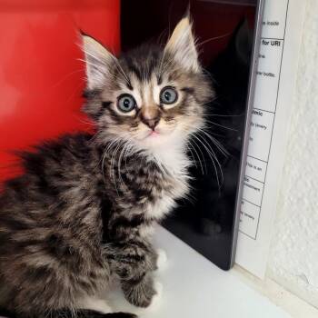 Claudette -  Domestic Medium Hair Cat for Adoption in Belfair, Washington - Claudette | PetCurious