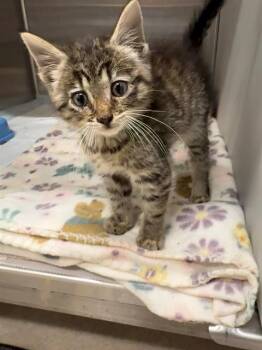 Domestic Short Hair Cats Available for Adoption in Baytown, Texas - MARIA | PetCurious