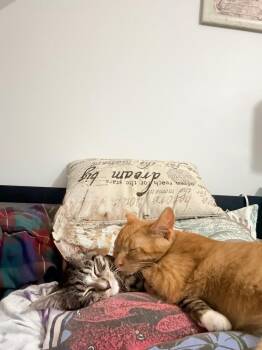 Nora -  Domestic Short Hair Cat for Adoption in Hudson, New Hampshire - Nora | PetCurious