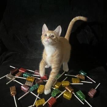 Rescue Domestic Short Hair Cats for Adoption in Castro Valley, California - Tiger Lily (& Lollipop) | PetCurious