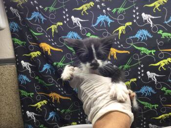A1927746 -  Domestic Short Hair Cat for Adoption in Riverside, California - A1927746 | PetCurious