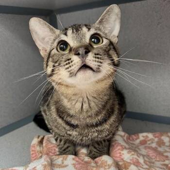 Buddy -  Domestic Short Hair Cat for Adoption in Waterloo, Iowa - Buddy | PetCurious