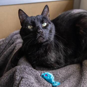 Domestic Short Hair Cats Available for Adoption in Des Moines, Iowa - Jasper | PetCurious
