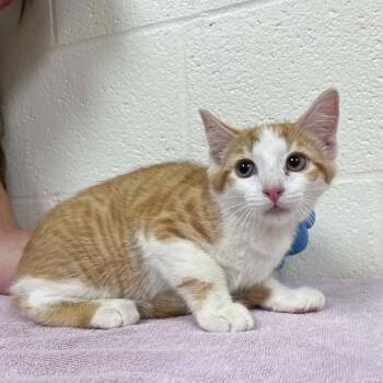 Bay -  Domestic Short Hair Cat for Adoption in Harrisonburg, Virginia - Bay | PetCurious