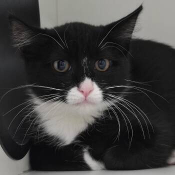 Mosaic -  Domestic Short Hair Cat for Adoption in Reno, Nevada - Mosaic | PetCurious