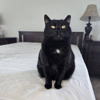 Lunetta -  Domestic Short Hair Cat for Adoption in Houston, Texas - Lunetta | PetCurious