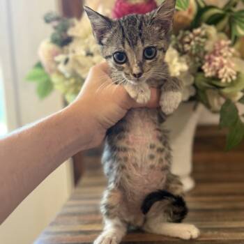 Rescue Domestic Short Hair Cats for Adoption in New York, New York - Goggles | PetCurious